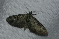 Pasiphila rectangulata