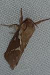 Korscheltellus lupulinus