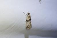Sciota rhenella
