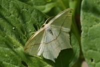 Timandra comae