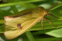 Diacrisia sannio