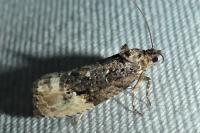 Hedya nubiferana