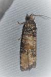 Piniphila bifasciana