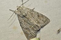 Acronicta aceris