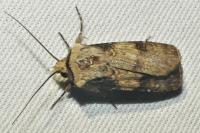 Agrotis puta