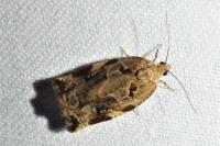 Archips crataegana