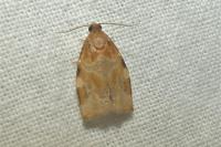 Archips xylosteana