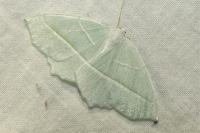 Campaea margaritaria