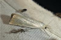 Chrysoteuchia culmella