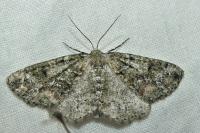 Cleorodes lichenaria