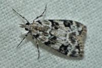 Eudonia delunella
