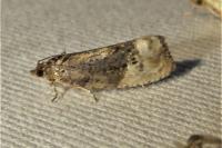 Hedya nubiferana
