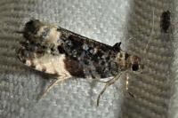 Hedya pruniana