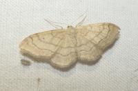 Idaea aversata