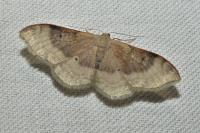 Idaea degeneraria