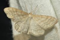 Idaea macilentaria