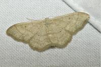 Idaea straminata