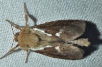 Korscheltellus lupulinus