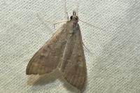 Mecyna asinalis