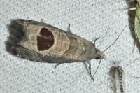Notocelia uddmanniana