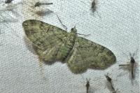 Pasiphila rectangulata