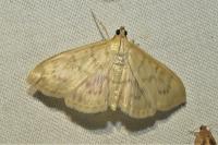 Patania ruralis