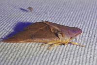 Watsonalla binaria/uncinula