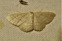 Idaea subsericeata