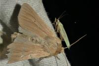 Mythimna pallens