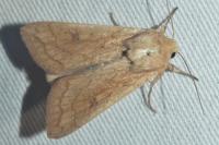 Mythimna vitellina