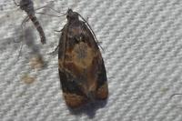 Ditula angustiorana