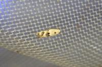 Elachista maculicerusella
