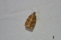 Choristoneura diversana