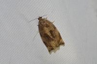 Archips crataegana