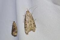 Aphomia sociella