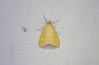Sitochroa verticalis