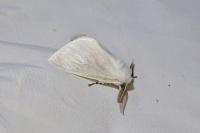Leucoma salicis