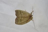 Ipimorpha subtusa
