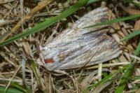 Apamea lithoxylaea