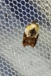 Acleris variegana