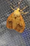 Miltochrista miniata