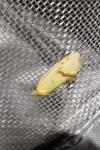 Agapeta hamana