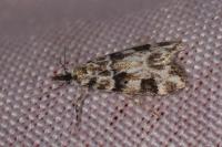 Eudonia delunella