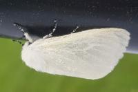 Leucoma salicis