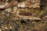 Pyroderces argyrogrammos