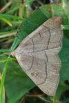 Paracolax tristalis