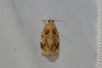 Archips xylosteana