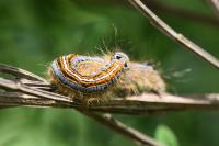 Malacosoma neustria
