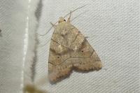 Cosmia trapezina