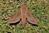 Deilephila elpenor